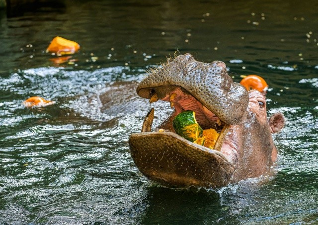 Постояльцев Пражского зоопарка угостили тыквами: фото