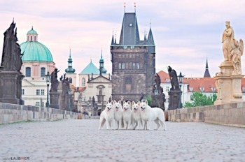Красота: швейцарские овчарки на Карловом мосту