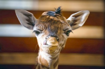 В чешском зоопарке родился редкий жирафёнок: фото и видео