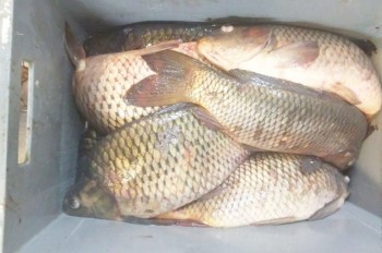 В Праге ресторан оставил живую рыбу без воды. Ему грозит крупный штраф