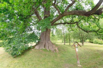 В Чехии выбрали самое красивое дерево 2024 года
