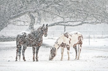 В Чехию идет резкое похолодание со снегом