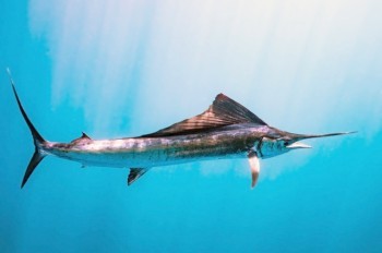 В Индонезии рыба-меч убила туристку ударом в сердце