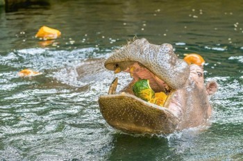 Постояльцев Пражского зоопарка угостили тыквами: фото
