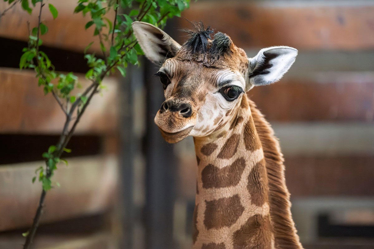 В чешском зоопарке родилась редкая жирафиха
