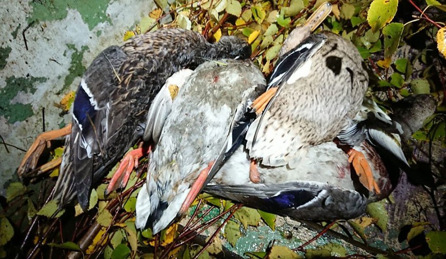 В Чехии неизвестный выбросил в реку 26 подстреленных уток