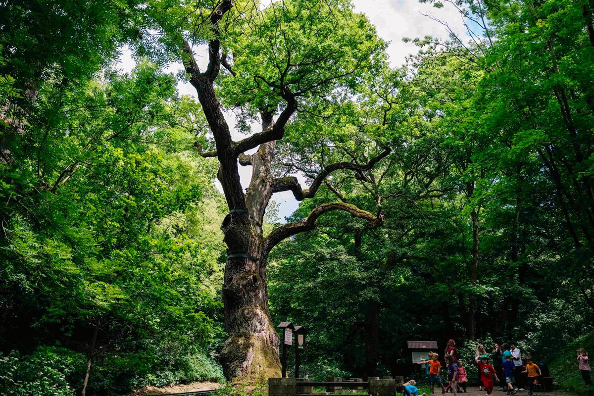 В Чехии выбрали самое красивое дерево. Ему 1000 лет