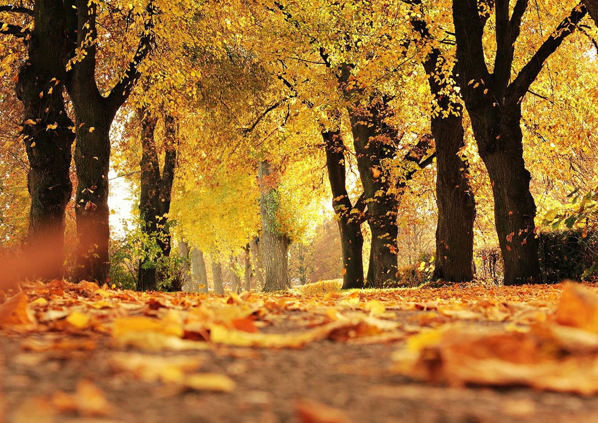 Ощутимо потеплеет: чешские синоптики опубликовали прогноз погоды на неделю