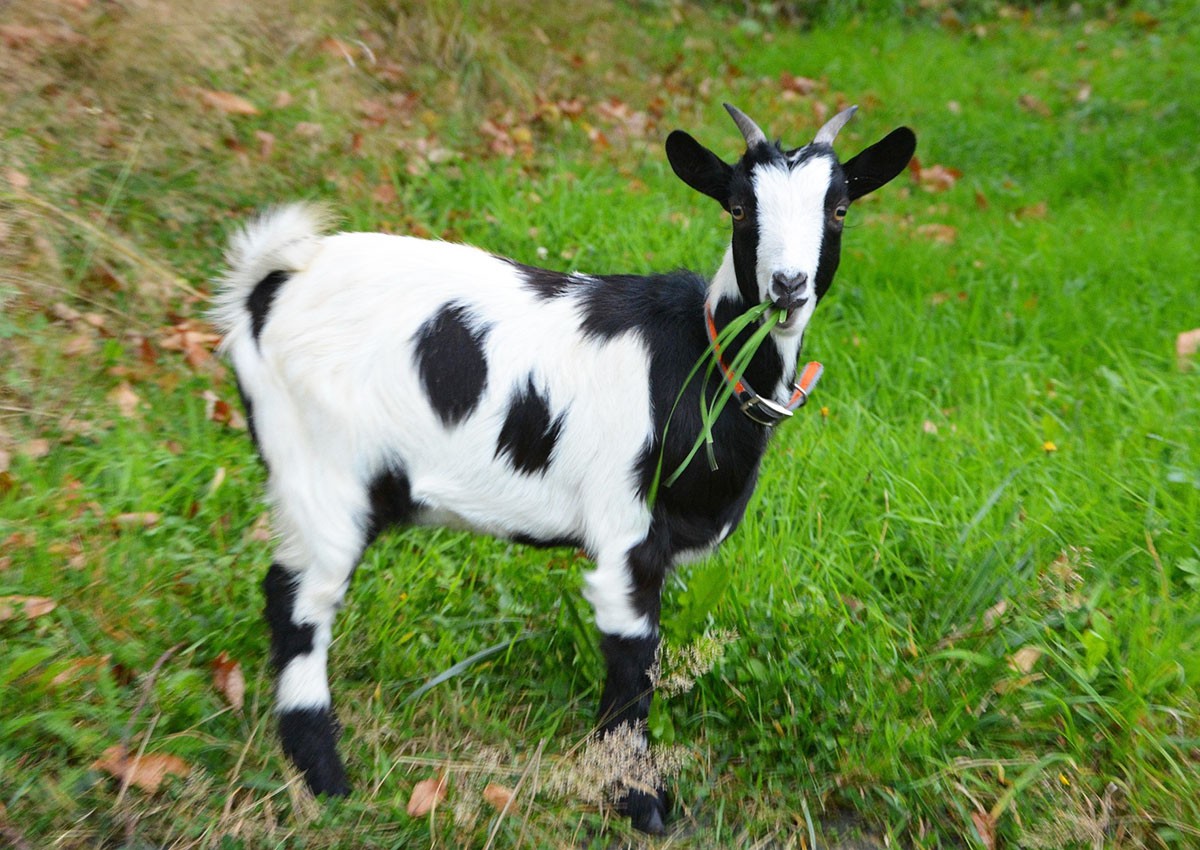 Полиция Чехии расследует изнасилование козы