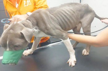 В Чехии собака умерла от голода. Дело расследует полиция