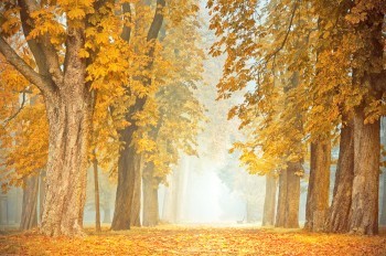 Царство осени: чешские синоптики опубликовали прогноз погоды на неделю 