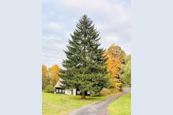 В Чехии выбрали главную рождественскую елку страны