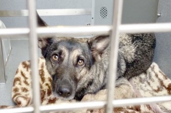 В Праге получила продолжение история с собакой, забежавшей в тоннель метро