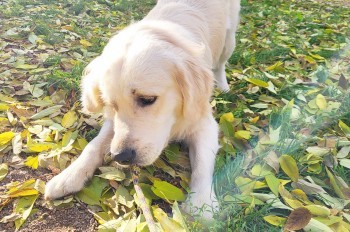 В Чехии потерявшийся пёс сел в правильный поезд и вернулся в свой город