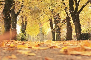 Ощутимо потеплеет: чешские синоптики опубликовали прогноз погоды на неделю