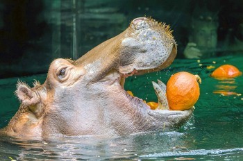 Обитателей Пражского зоопарка угостили тыквами: фото и видео