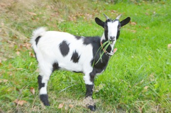 Полиция Чехии расследует изнасилование козы