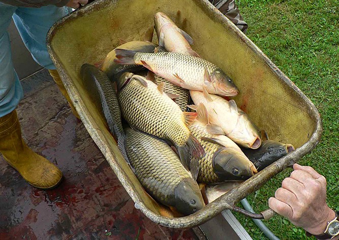  В Чехии неизвестный спустил воду из пруда и украл 2,5 тонны рыбы