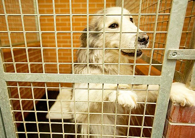 Пражанам предложили поздравить бездомных собак с Рождеством