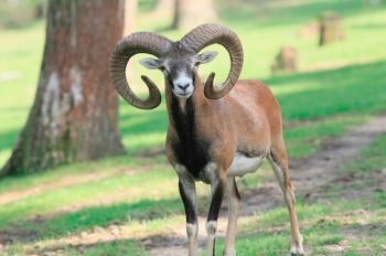 Дикий баран спровоцировал ДТП в Праге: видео