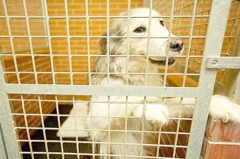 Пражанам предложили поздравить бездомных собак с Рождеством