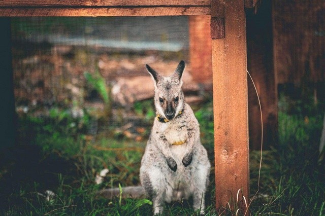 В Чехии разыскивают сбежавшего кенгуру