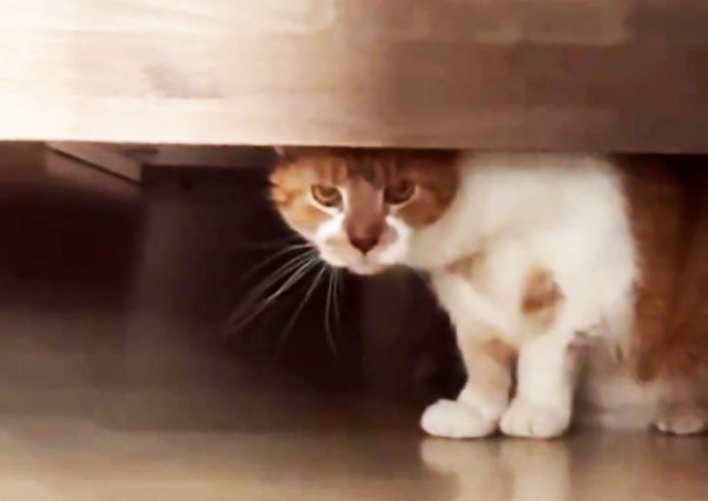 Рождественские ярмарки в Праге в 2024 году: график работы