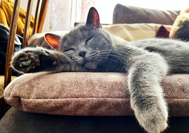 В субботу в Праге пройдет выставка бездомных кошек
