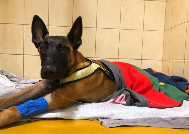 В Праге полицейские сопроводили машину с умирающим щенком к ветеринару