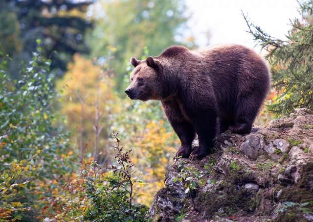 В Чехии заметили медведя. Жителей и туристов призвали к осторожности