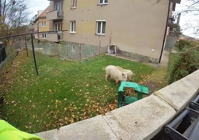 В Праге два кабана подкинули работы полиции и пожарным: видео