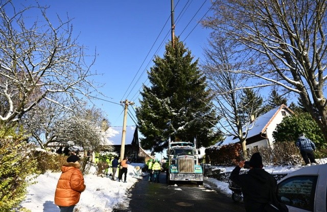 В Чехии срубили главную рождественскую ёлку страны