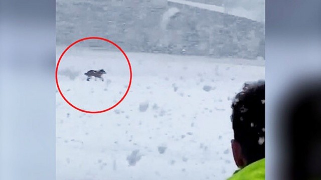 В Париже при выгрузке багажа из самолета сбежала и потерялась собака чешской пассажирки