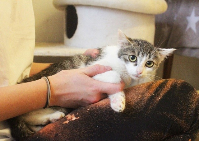 Кошачий приют в Чехии оказался под угрозой закрытия. Нужна помощь 