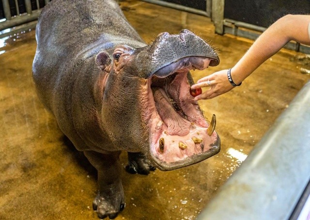 Покормить бегемота, подружиться с жирафом: зоопарк Праги запустил аукцион необычных подарков