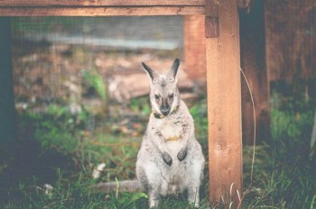 В Чехии разыскивают сбежавшего кенгуру