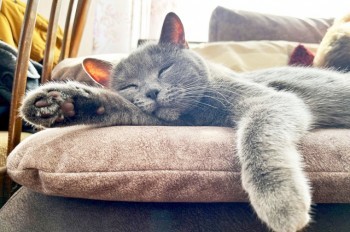 В субботу в Праге пройдет выставка бездомных кошек
