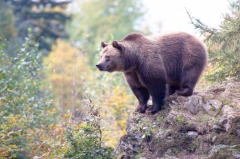 В Чехии заметили медведя. Жителей и туристов призвали к осторожности