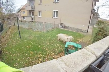 В Праге два кабана подкинули работы полиции и пожарным: видео