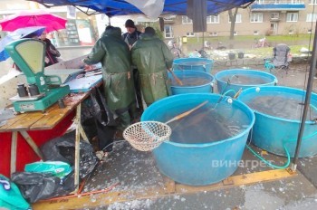 Lidl, Billa и Tesco отказались от продажи живого рождественского карпа в Чехии