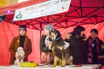 В Чехии зоозащитники предложат прохожим разделать «рождественскую собаку» вместо карпа