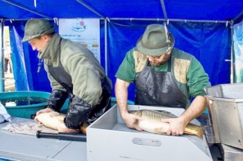 Чешский ученый разобрал главные мифы о рождественском карпе