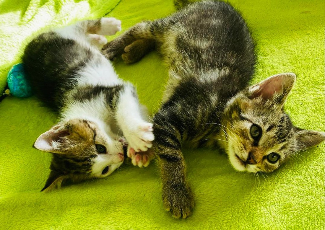 Легендарное «сНежное шоу» Славы Полунина приедет в Прагу