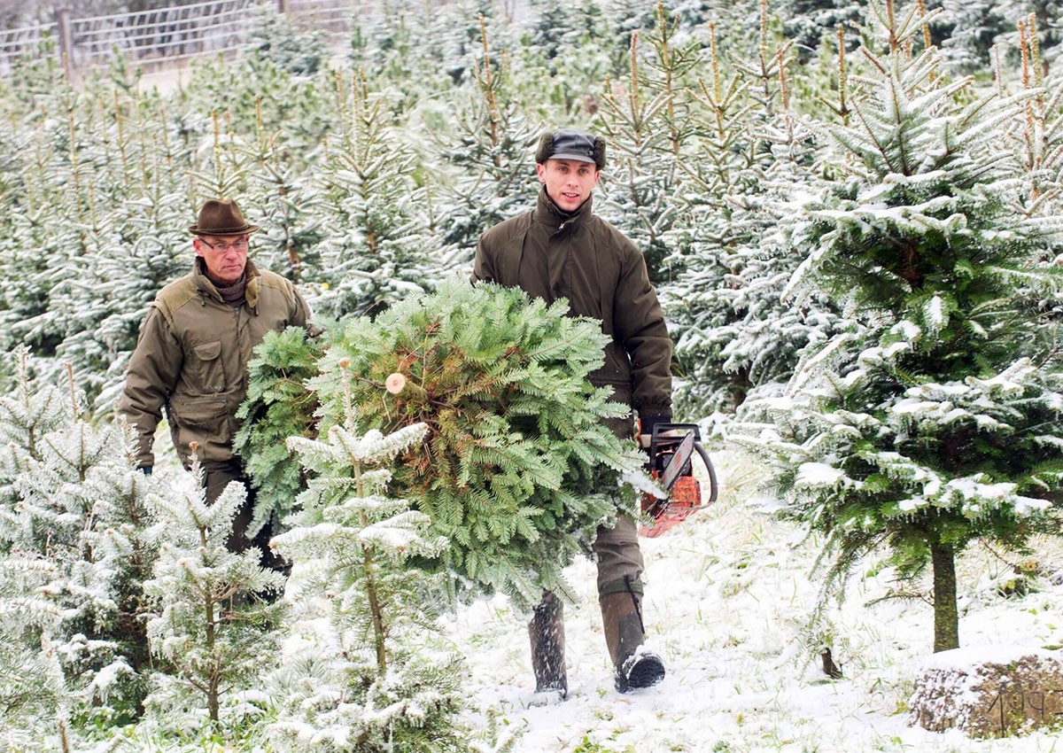 В Чехии подорожают рождественские ёлки