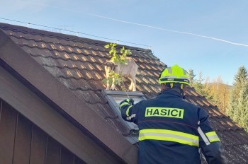 В Чехии коза забралась на крышу частного дома