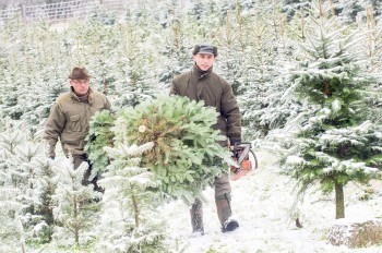 В Чехии подорожают рождественские ёлки