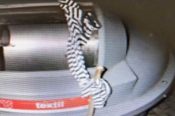 В Чехии мужчина погиб в контейнере для сбора одежды