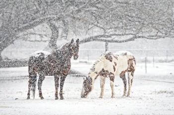 Снег и мороз: чешские синоптики опубликовали прогноз погоды на неделю