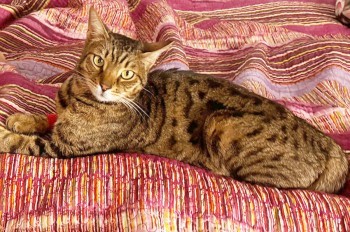 Пропавший в Праге кот Симба нашелся