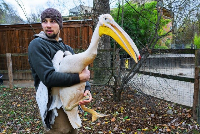 В Пражском зоопарке ловили пеликанов: фото и видео